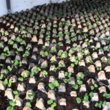 Šta se može posaditi sa krastavcima u stakleniku